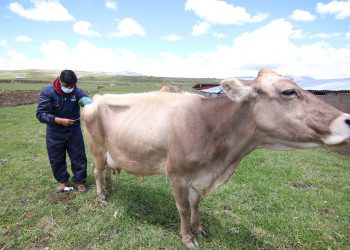 MÁS DE 1, 900 CRÍAS ENTRE OVINOS Y VACUNOS DE ALTO VALOR GENÉTICO NACIERON POR INSEMINACIÓN EN LAS COMUNIDADES DEL AID DE ANTAPACCAY.