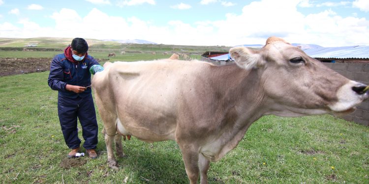 MÁS DE 1, 900 CRÍAS ENTRE OVINOS Y VACUNOS DE ALTO VALOR GENÉTICO NACIERON POR INSEMINACIÓN EN LAS COMUNIDADES DEL AID DE ANTAPACCAY.