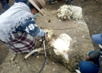 LA PLANTA DE FIBRA Y LANA DE ESPINAR REINICIO CURSOS DE CAPACITACIÓN EN ESQUILA MECANIZADA DE OVINOS.