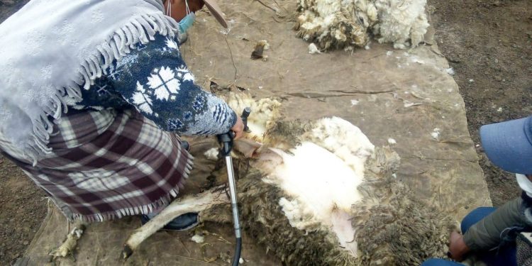 LA PLANTA DE FIBRA Y LANA DE ESPINAR REINICIO CURSOS DE CAPACITACIÓN EN ESQUILA MECANIZADA DE OVINOS.