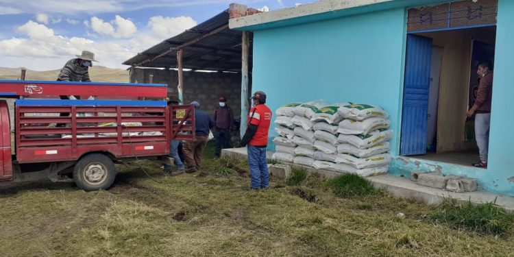 MÁS DE 600 SACOS DE ALIMENTO BALANCEADO PARA GANADO OVINO FUERON ENTREGADOS A LA COMUNIDAD DE HUINI CORCCOHUAYCO